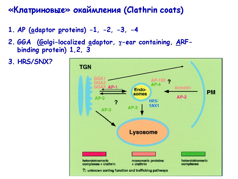 «Клатриновые» окаймления (Clathrin coats)  АР (adaptor proteins) -1, -2, -3, -4 GGA 